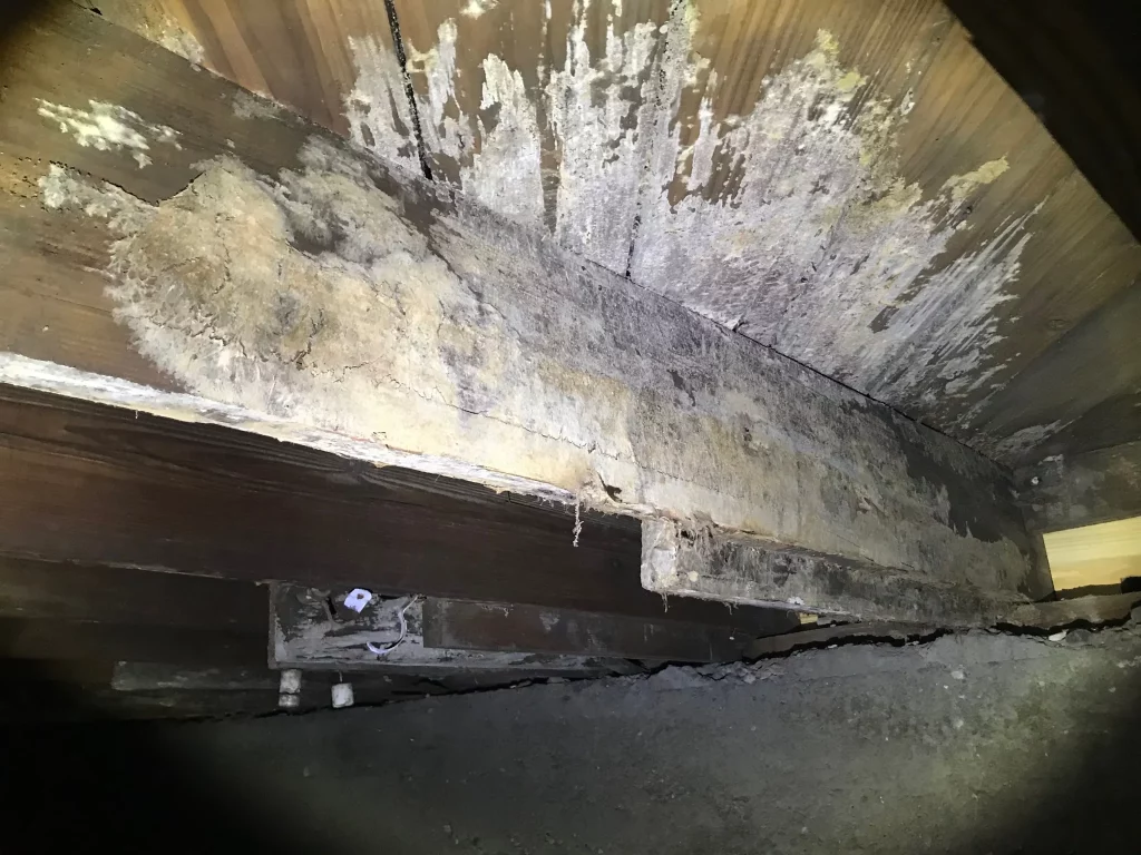 Is crawl space mold remediation covered by your homeowner insurance policy