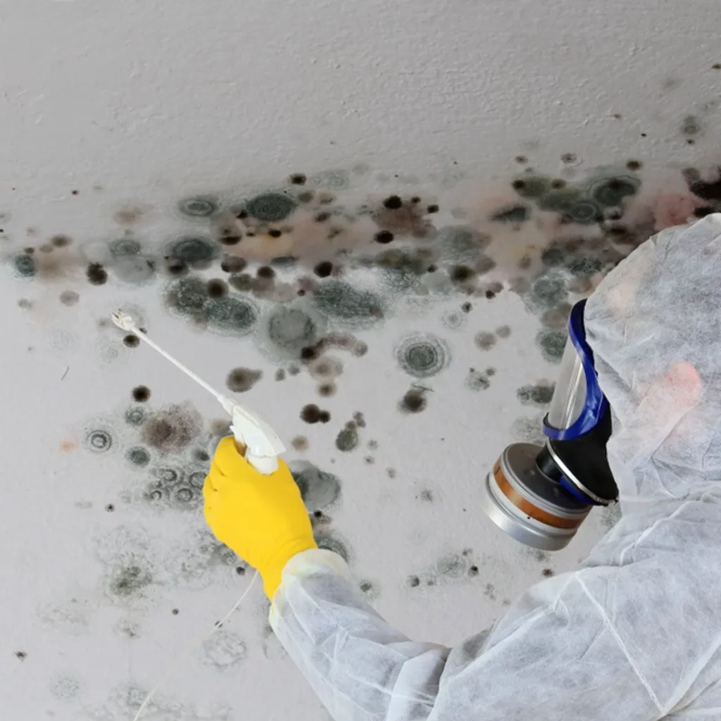 Why Ignoring Crawl Space Mold Can Lead to Structural and Air Quality Problems in 2026?