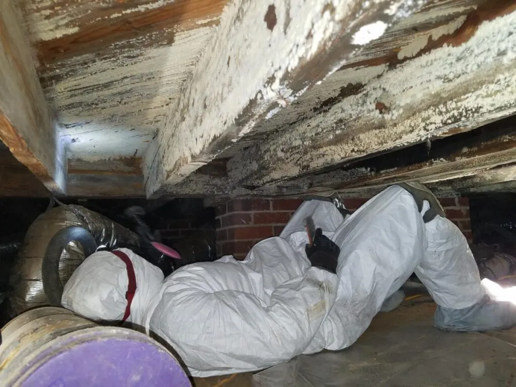 Why Ignoring Crawl Space Mold Can Lead to Structural and Air Quality Problems in 2026?