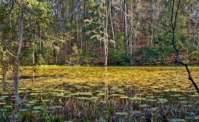 Lake Talquin State Forest